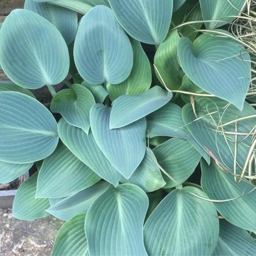 Comprar semillas de hosta Plantas en maceta para balcón o invernadero, perennes resistentes. plantas de exterior jardín de semillas de plantas flores resistentes plantando plantas de 500pcs