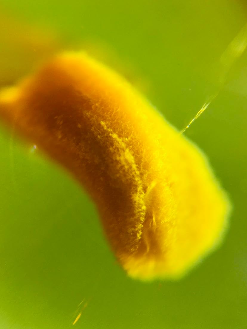 Burmese burmite Cretaceous Rare Spider Nest Insect Fossil Amber Myanmar