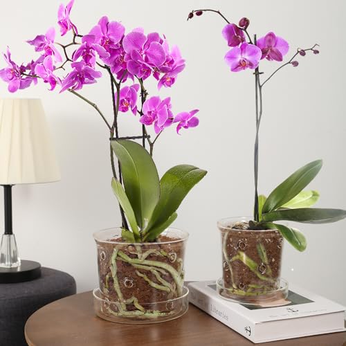 MIBUNG 2Pcs Orchid Pots with Holes and Tray, Transparent Glass Planter for Orchids with Drainage Hole&Saucer, Orchid Planter for Repotting, Modern Breathable Pots for Indoor Flower Plants(4.3+5.8inch)