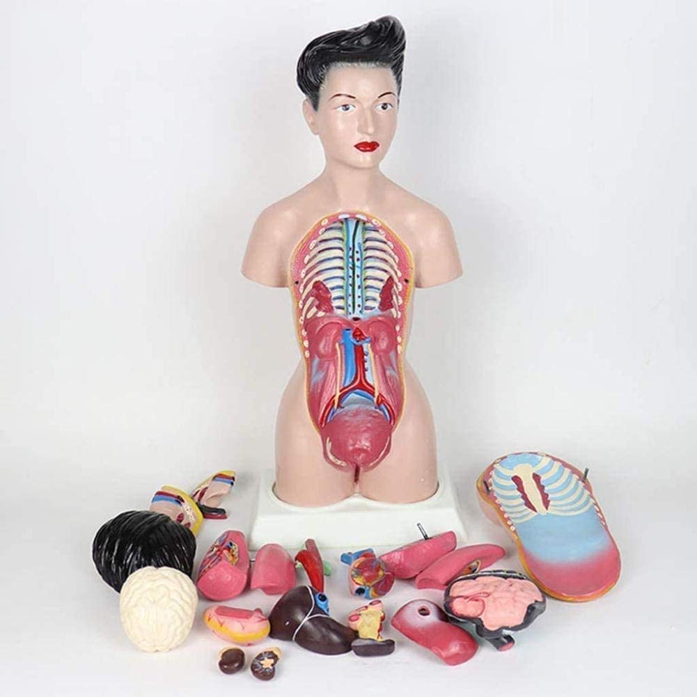 Médico del Modelo y de formación Manual de Modelos juegan 45cm Busto Femenino órganos Modelo de anatomía Humana y Partes de la anatomía del Cuerpo de Las niñas, la Pintura Moderna, 45cm,r...
