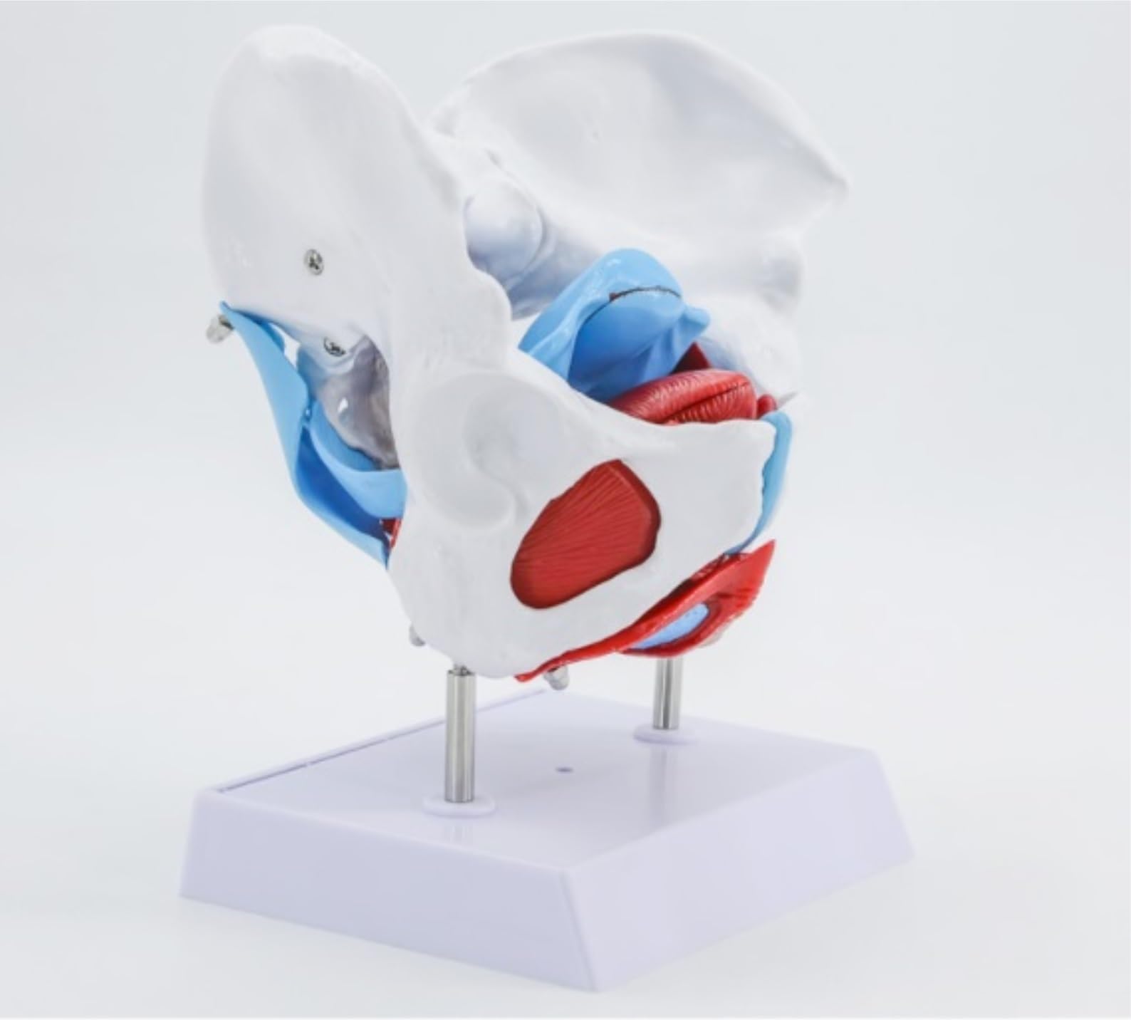 Anatomie Modell Menschlicher Körper Weibliches Becken Beckenbodenmuskelmodell Gebärmutter Eierstockmuskel Lehrmittel Bildungsbedarf Studenten Bildung Display