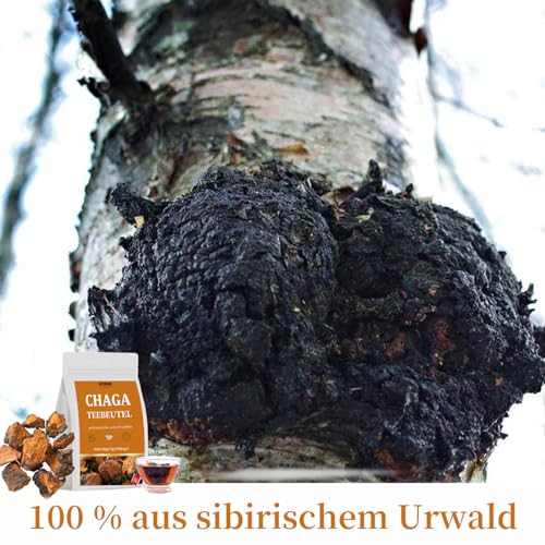 Chaga-Pilz Ulthmok Premium Teebeutel 60 Stück, 100% wild gewachsen