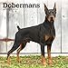 Dobermans 2020 12 x 12 Inch Monthly Square Wall Calendar, Animals Dog Breeds