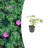 Plantenboetiek.nl
