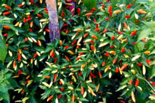 Informazioni Sulla Pianta Del Peperoncino Tabasco - Piantare Semi Di - Foto 7