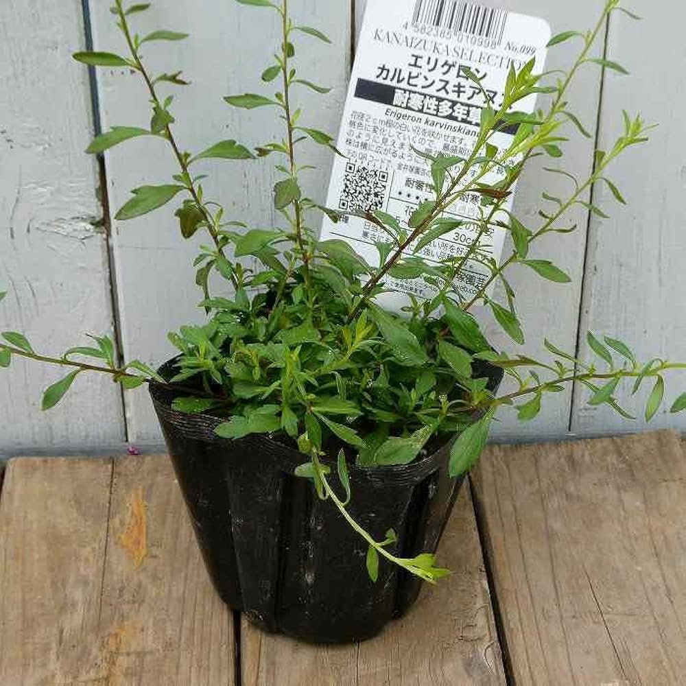 ロビンソン　☆草原のグリーン厚地☆  １セット　１８枚 Amazon | グリーンマックス Nゲージ 近鉄5800系 (デボ1形塗装)6