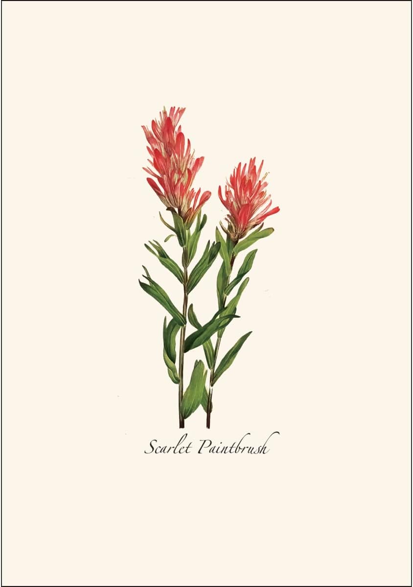 Earth Sky + Water - Western Wildflower Assortment Notecard Set - 8 Blank Cards with Envelopes (2 each of 4 styles) - Image 3