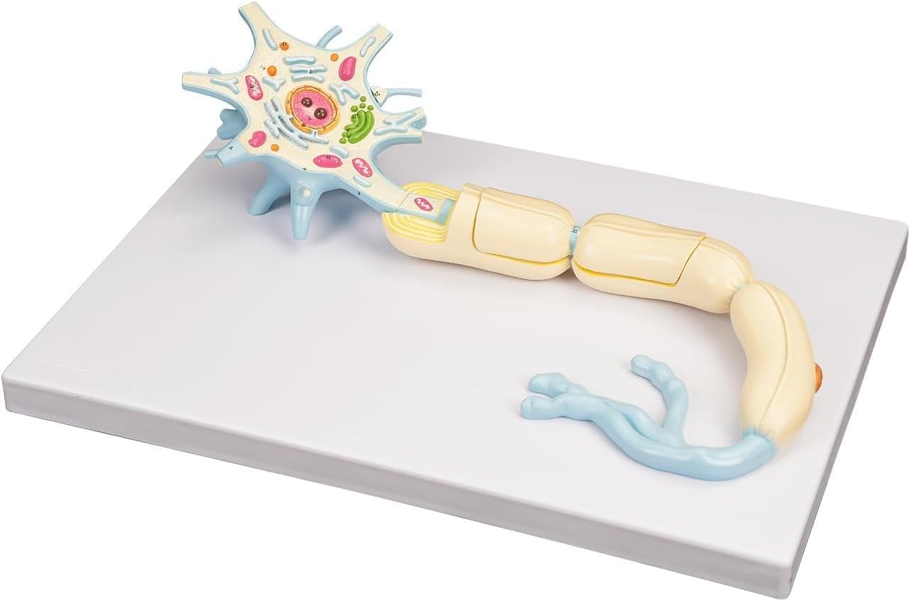 Neuron Model, 2500 X Magnified Neuron Anatomy Model 2 Parts Including Nerve Cell Axon Hillock Dendrites Cell Body Cell Nucleus Other Structures, for Medical Teaching and Training Classroom Learning
