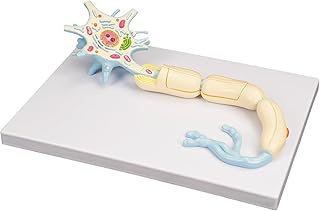 Neuron Model, 2500 X Magnified Neuron Anatomy Model 2 Parts Including Nerve Cell Axon Hillock Dendrites Cell Body Cell Nucleus Other Structures, for Medical Teaching and Training Classroom Learning