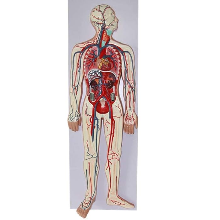 Buy DBSCD Human Blood Circulatory System Model Arterial And Venous