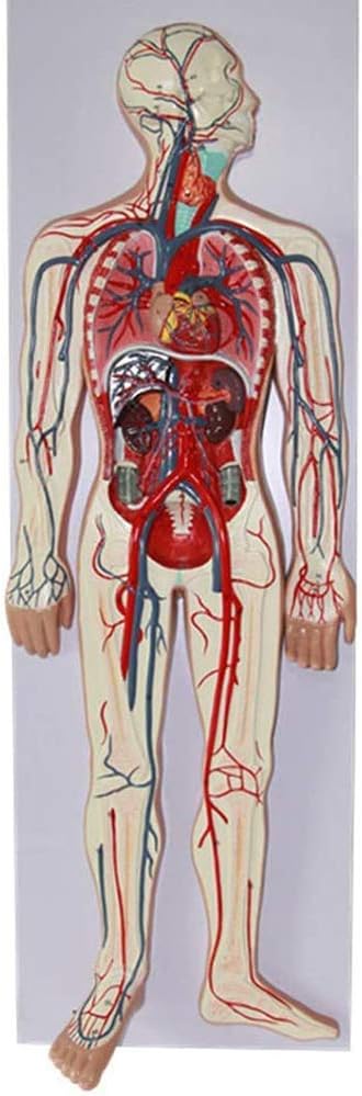 DBSCD Human Blood Circulatory System Model - Arterial And Venous Structures Human Anatomy Science Models 86Cm30cm5cm