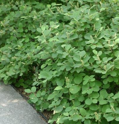 Fothergilla Bush - White Flowering Shrub & Fall Color - Live Plant Shipped 1 To 2 Feet Tall (No California) #TOP3