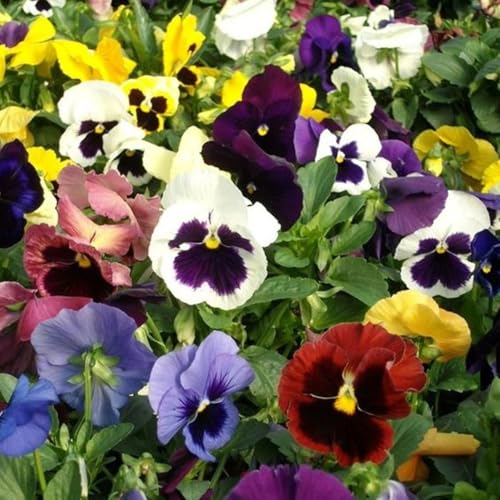 Pansy Swiss Giant Seeds Large Colorful Annual Flowers Easy-to-Grow Garden Container Patio Balcony and Outdoor Blooms