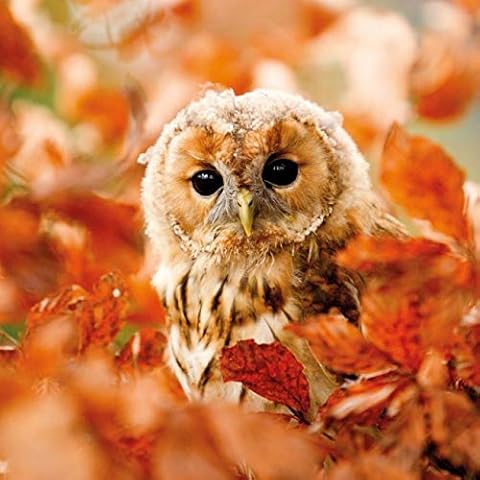 Photographic Blank/Birthday Greeting Card - Tawny Owl - from The BBC Earth Springwatch Range (ABA-11143) Cover