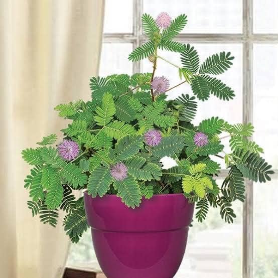 Desi Gardener Chui-mui/Touch Me Not Live Medicine Decorative Plant with Pot (B0D2K4ZNDX) Amazon Price History, Amazon Price Tracker