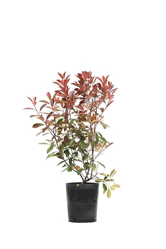 Photinia - Fotinia - Planta Arbustiva Natural - Árbol de Exterior