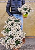 POWERS TO FLOWERS