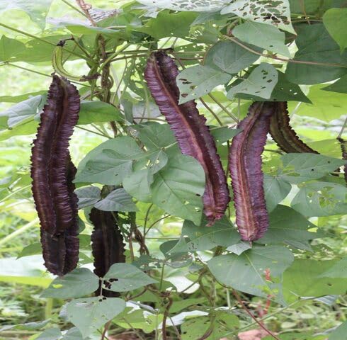 Fresh 100pcs Purple Winged Bean Vegetable Seeds
