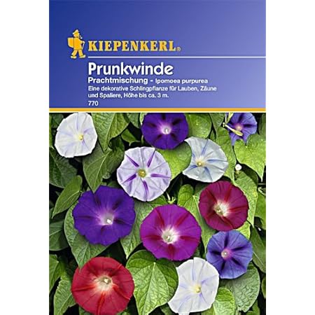 Kiepenkerl Prunkwinde, Prachtmischung