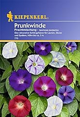 Kiepenkerl Prunkwinde, Prachtmischung