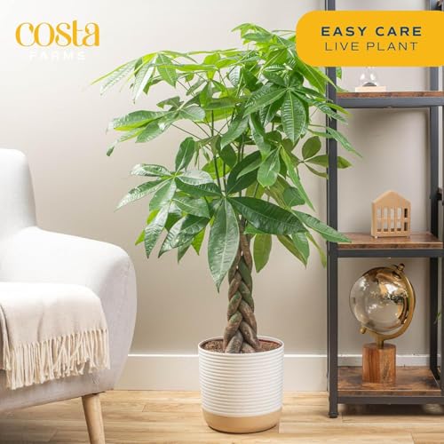 Image of Costa Farms Live Money Tree (Pachira Aquatica), 3-4 Feet Tall, Large Indoor Plant with Braided Trunk, Easy Care Floor Plant in 10-Inch Plant Pot, Pet Friendly Housewarming Gift & Office Decor
