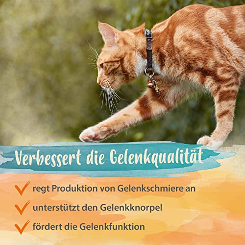 Ida Plus - 100% Grünlippmuschelpulver für Katzen - 100 g - Grünlippmuschel zur Unterstützung der Gelenkfunktion - Vollfettqualität - ohne Zusätze - mit Glykosaminoglykanen, Omega 3, Calcium, Magnesium
