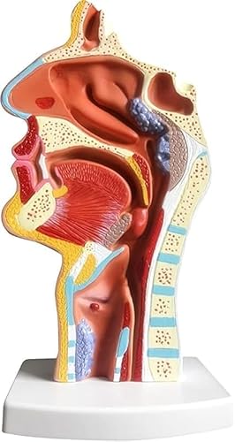 AZIEBAY 鼻腔・口腔・咽頭解剖モデル 教育用耳鼻咽喉人体模型 正中断面・喉頭再現|安心してお選びください