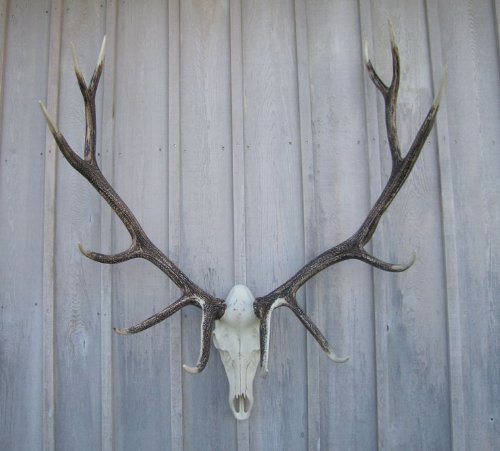 Cast Horn Designs European Faux Trophy Elk Skull Mount