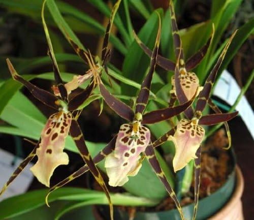 Miltassia Shelob 'Tolkien' AM/AOS orchid medium seedling