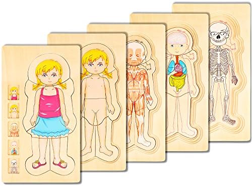 COGGIFEL Human Body Puzzle Toys 5-Layer Wooden Puzzle Body Structure Children Early Education Intelligence Training Plaything