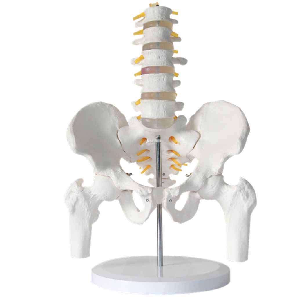Model dydaktyczny, model anatomiczny miednicy człowieka - Model kręgosłupa lędźwiowego z kością nogi miednicy Model anatomii człowieka z pięciosegmentowym kręgosłupem lędźwiowym do pomocy w treningu m