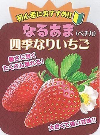Amazon 予約商品 １０月中下旬より順次発送 イチゴ苗 なるなる四季成りイチゴ ペチカ 10 5ｃｍポット 球根