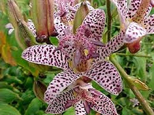 25+ Tricyrtis Hirta Flower Seeds / Perennial Japanese Toad Lily / Shade Lovingl 25+ Tricyrtis Hirta Flower Seeds / Perennial Japanese Toad Lily / Shade Lovingl