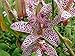 25+ Tricyrtis Hirta Flower Seeds / Perennial Japanese Toad Lily / Shade Lovingl