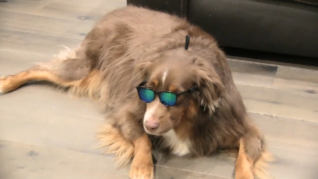 G006 Dog Pet 80s Costume Sunglasses Prop Photoshoot Medium Breeds 20-40 lbs (Black) - Image 6