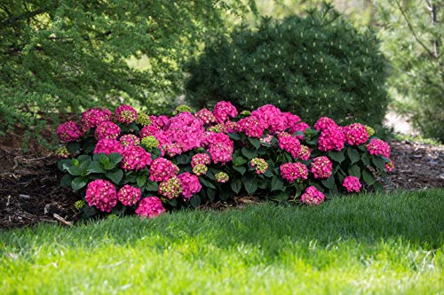 Southern Living Jublilation Gardenia, 2 Gal, Fragrant White Flowers & 2 Gal. Summer Crush Hydrangea Shrub #TOP6