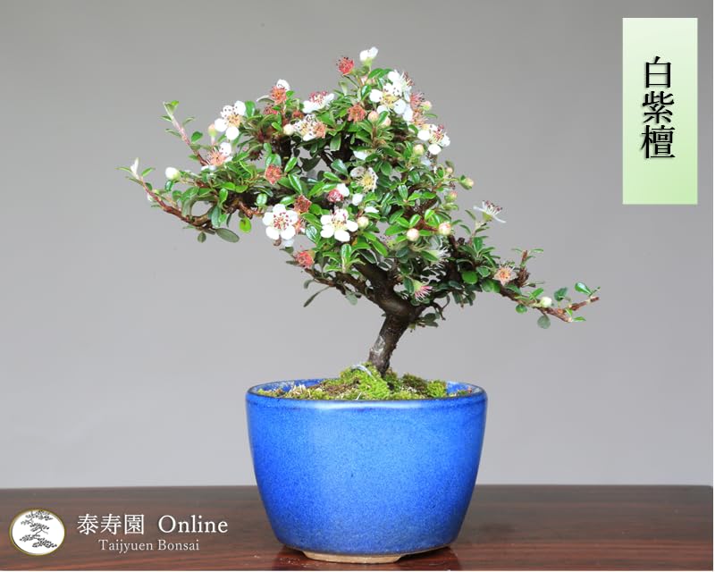 Amazon.co.jp: 『白紫檀』シロシタン ミニ盆栽【泰寿園 Online】 : DIY