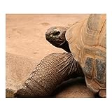  Mauspad mit seidenweicher Textiloberfläche - (antistatische Wirkung - perfekte Gleiteigenschaft - Abmaße: 200 x 200 x 0,3 mm (B x H x T)) PC / Computer Mousepad-Riesenschildkröte Mauspad
