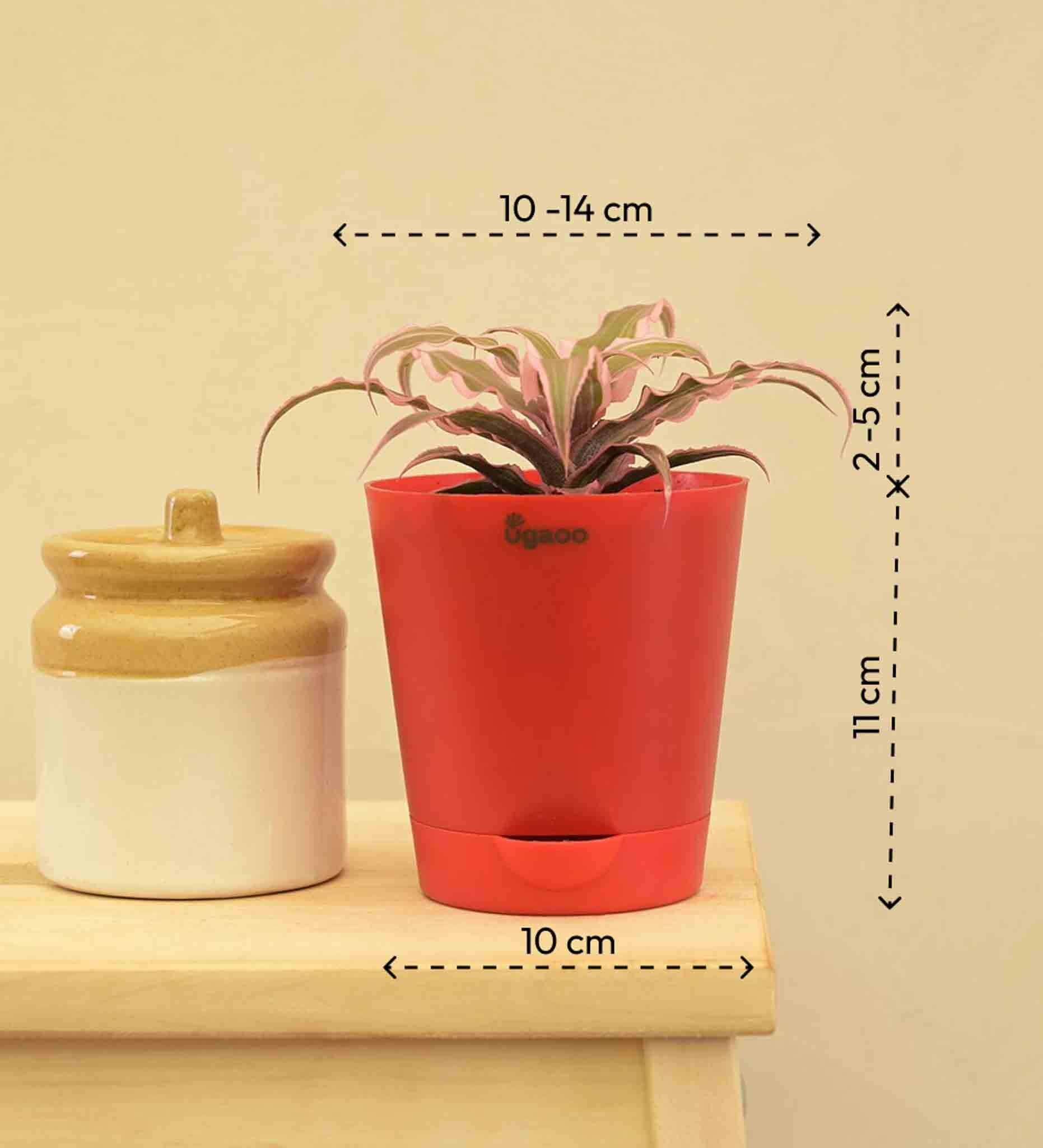 Ugaoo Earth Star Plant - Pink Cryptanthus -5