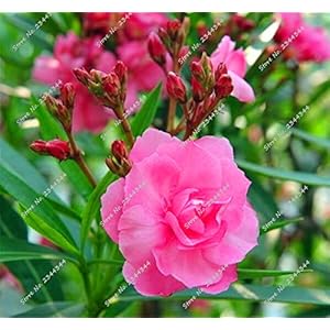 130pcs/Bag Semi Oleander Rare Multicolor Blooming L Bonsai in Vase Flower Ornamental Tree of the Plan A Garden Decor