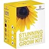 Stunning Sunflower Seed Growing Kit - Grow Your Own 5 Varieties of Contrasting Flowers in one Seed Grow Kit, A Perfect Gardeners Gift, Grow Your Own Flower Kit by Thompson & Morgan #3