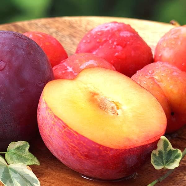 山梨県産 すもも M 4キロ プラム Plum 先行予約＞すもも（いくみ）4パック ※2025年6月上旬～6月中旬頃