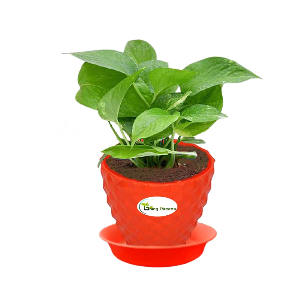 See full amazon price history chart for Going Greens Air Purifying Good Luck Green Money Plant with Orange Fibre Pot Going Greens Air Purifying Good Luck Green Money Plant with Orange Fibre Pot (B09XDZZWS4) Amazon Price History, Amazon Price Tracker