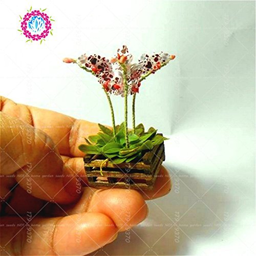 Graines d'orchidées miniatures Orchidée Phalaenopsis Graines de fleurs de bonsaï en pot Plante d'intérieur Orchidée rare en pot pour jardin miniature Paquet de 500 graines