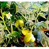 Cream Fantasy 5 Chilli Seeds