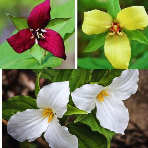 Trillium Flower Seeds 20pcs Mixed