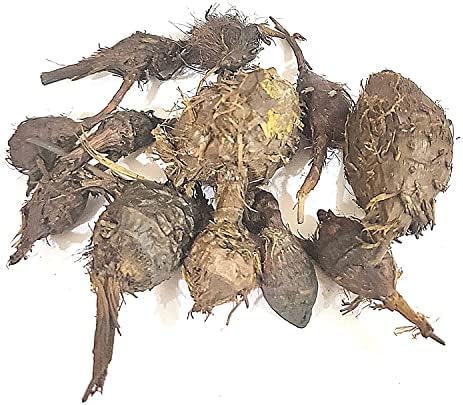 DRUNKLINE Nagarmotha/नागरमोथा / Sedge Root/Cyperus rotundus (50 GMS)