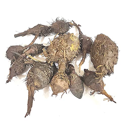 Drunkline Nagarmotha/नागरमोथा / Sedge Root/Cyperus Rotundus (50 Gms) #TOP3