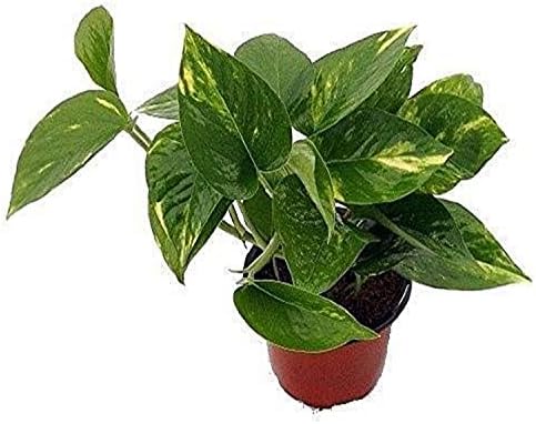 Devil's Golden Hirt Ivy - Pothos - Epipremnum - 4" Pot - Very Eas...