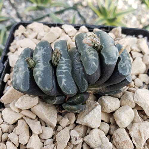 Haworthia Truncata Cacti Cactus Succulent Real Live Plant #TOP3